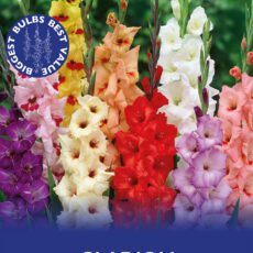 8718641997376 1 Gladiolus Border Mixed.jpg